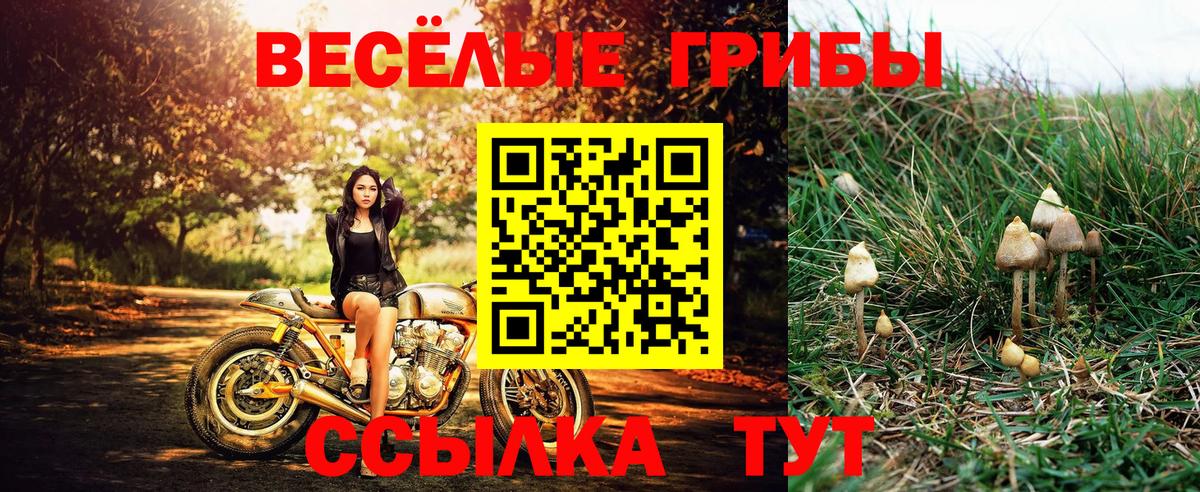 Псилоцибиновые грибы Psilocybe  Вход с VPN  Губаха 